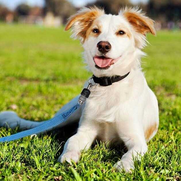 Quick-Connect Dog Leash H11977