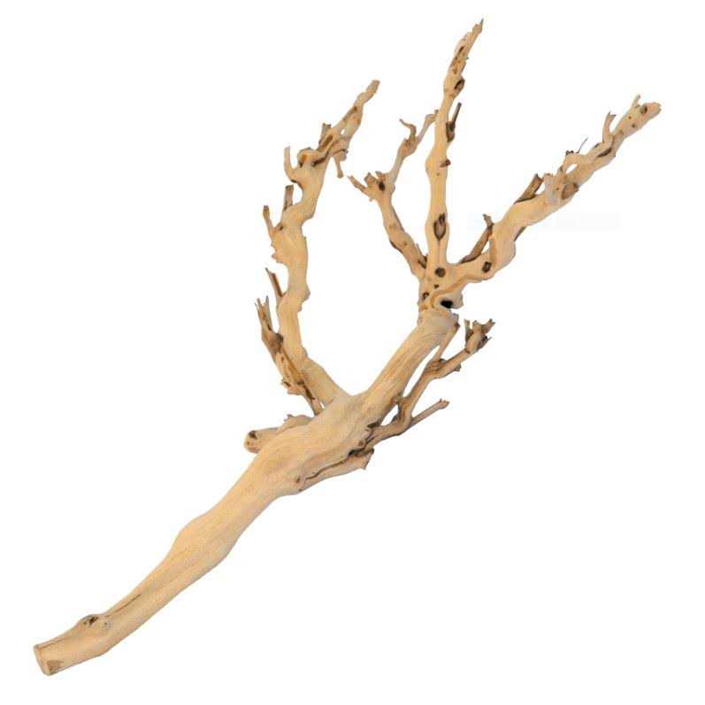 Forest Branch D6680