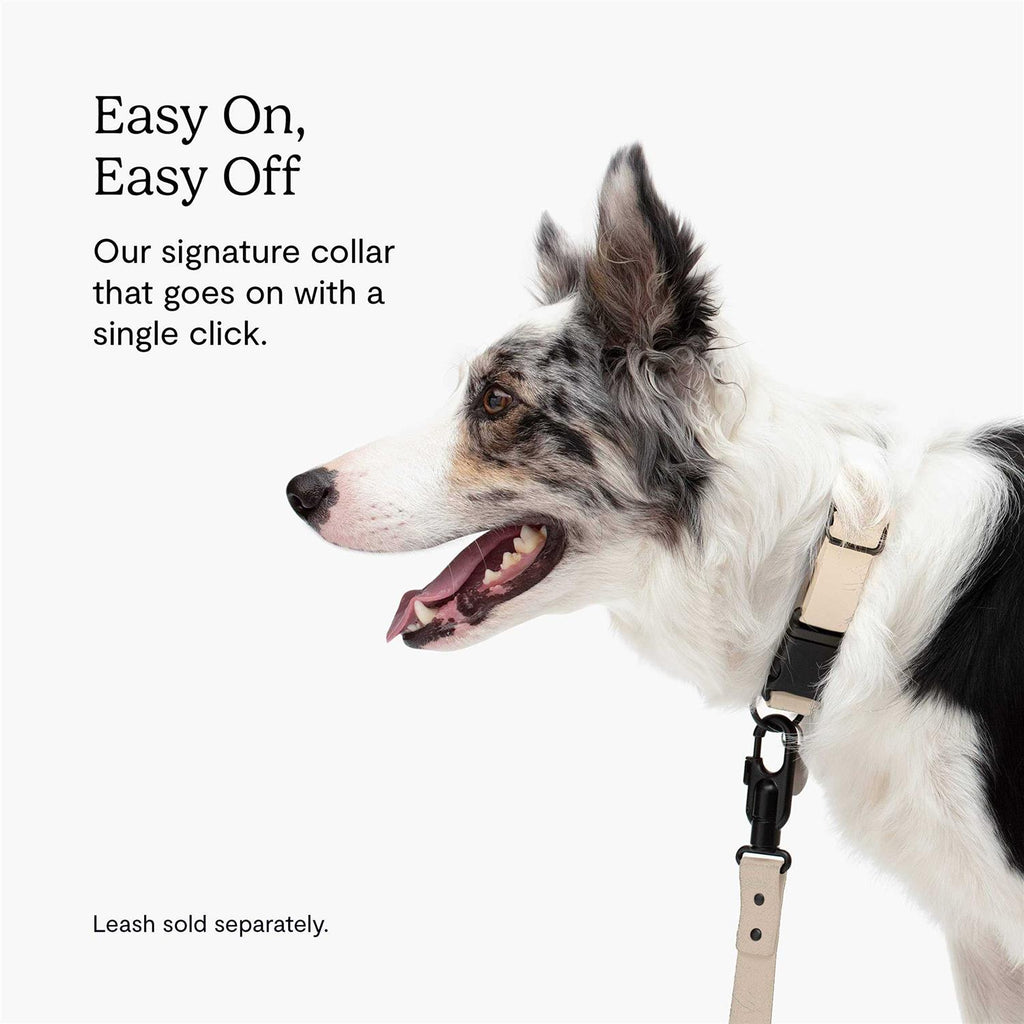 Dog Collar T76573
