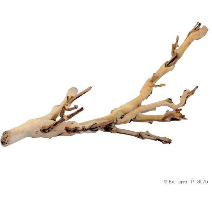 Forest Branch D6680