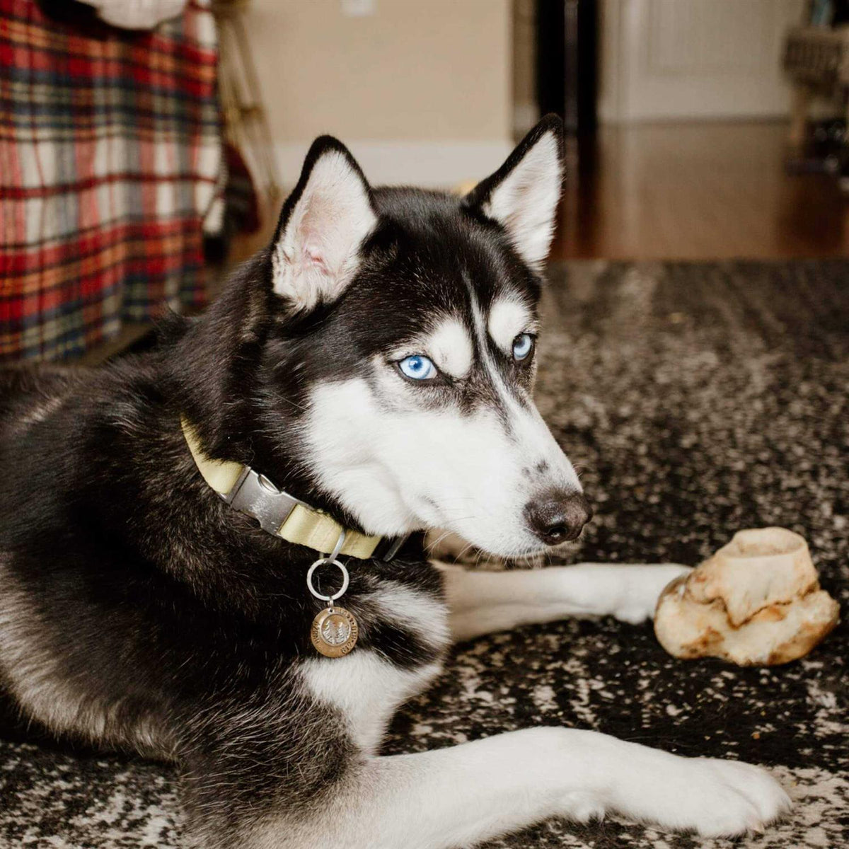 Knuckle Bone for Dogs H55821