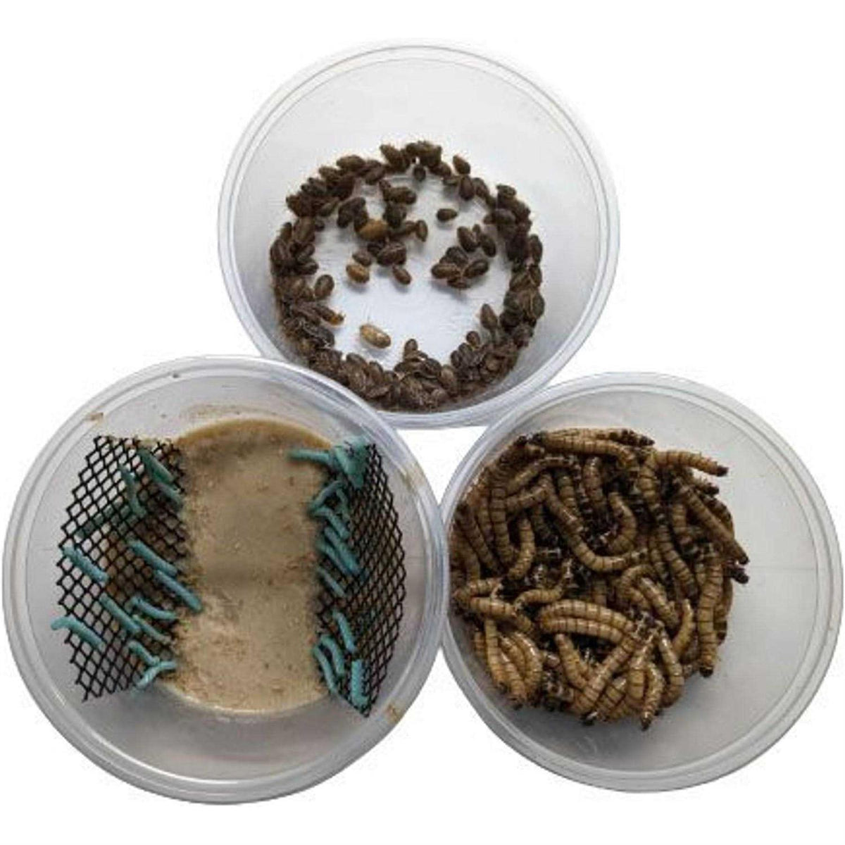 Dubia Small Roach Hornworm & Superworm Live Feeder Combo Reptile Food E474984