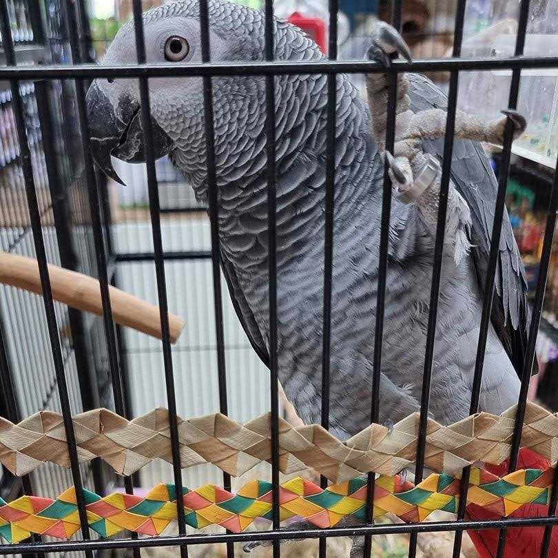 Bird Toy F7409