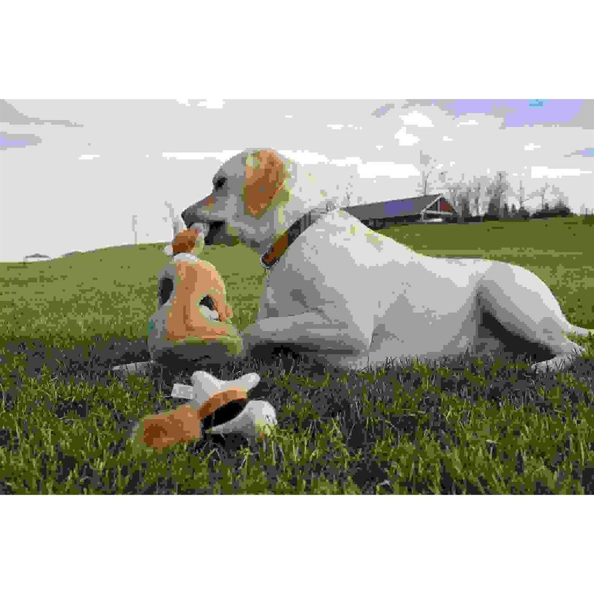 Hide A Squirrel Dog Toy J685820