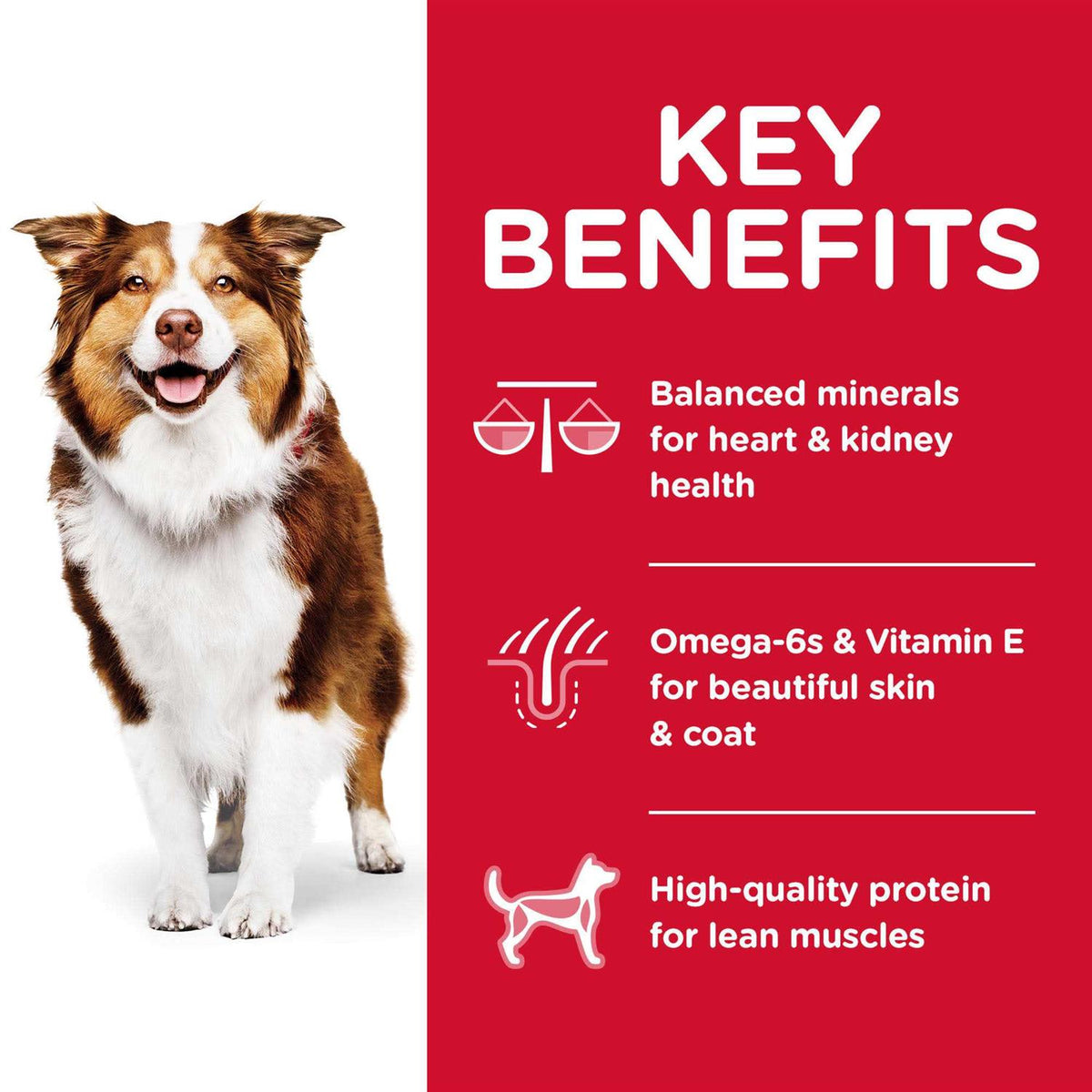 Chicken Adult 7+ Dog Food Q5956